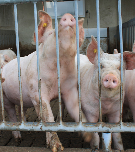 Agra-matic-Schrikkema-hogelandvlees-boerderij-varkens.jpg