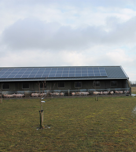 Agra-matic-Schrikkema-hogelandvlees-boerderij-zijaanzicht-varkens-zonnepanelen.jpg